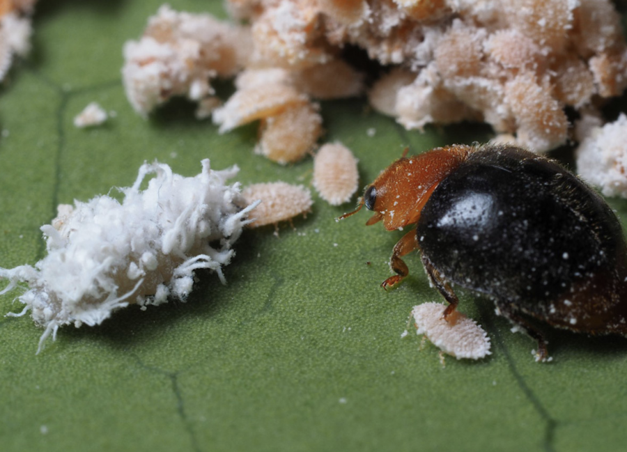 Distribution gratuite de larves de coccinelles ! Pour remplacer les  pesticides - Mougins