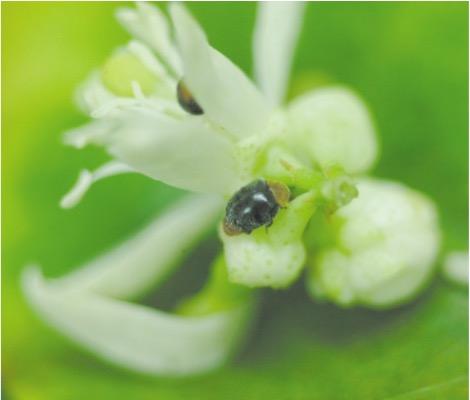 Adultes de Cryptolaemus montrouzieri sur une fleur ©IAC - S. Cazères