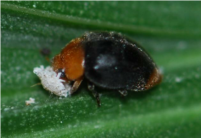 Cryptolaemus montrouzieri consommant une cochenille farineuse © Aleixandre Beltrà