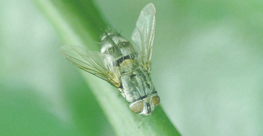 Adulte de la mouche tachinaire ©S. Cazères