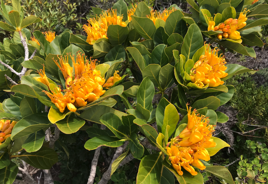 Deplanchea speciosa, arbustes en fleurs au Cap N'Dua (Yaté) © Lincks - E. Bonnet-Vidal