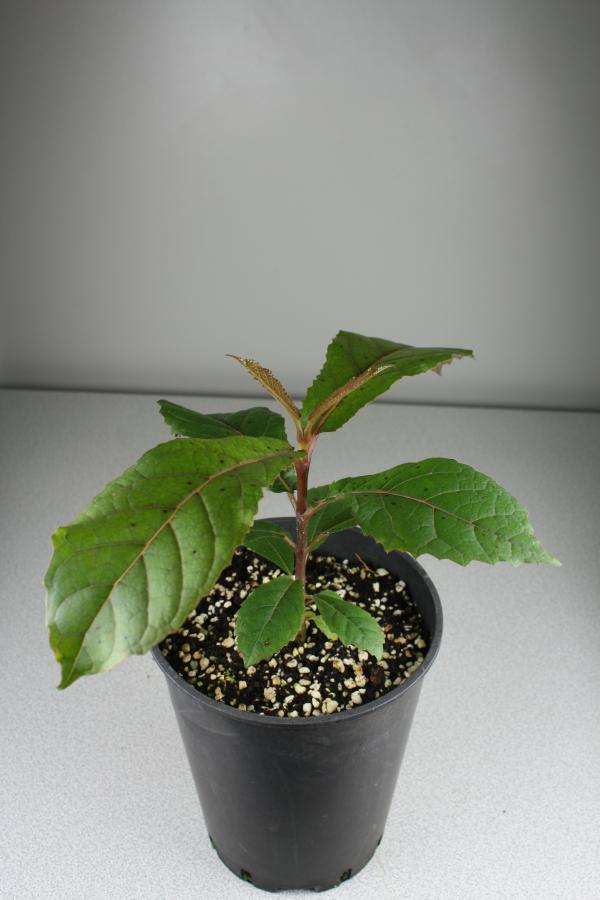 Jeune plante en pot agée de 9 mois de Deplanchea speciosa, issue de semis ©IAC - G. Gâteblé