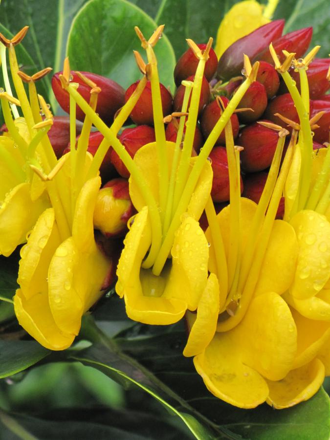 Détail des inflorescences de Deplanchea speciosa ©IAC - G. Gâteblé