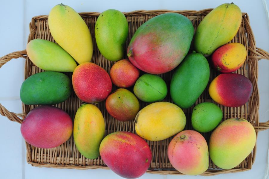 Variétés de mangues cultivées au verger expérimental de l'IAC ©IAC - V. Kagy