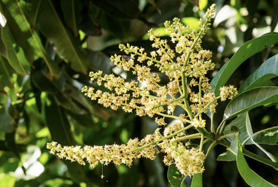 Feuilles et fleurs de manguier