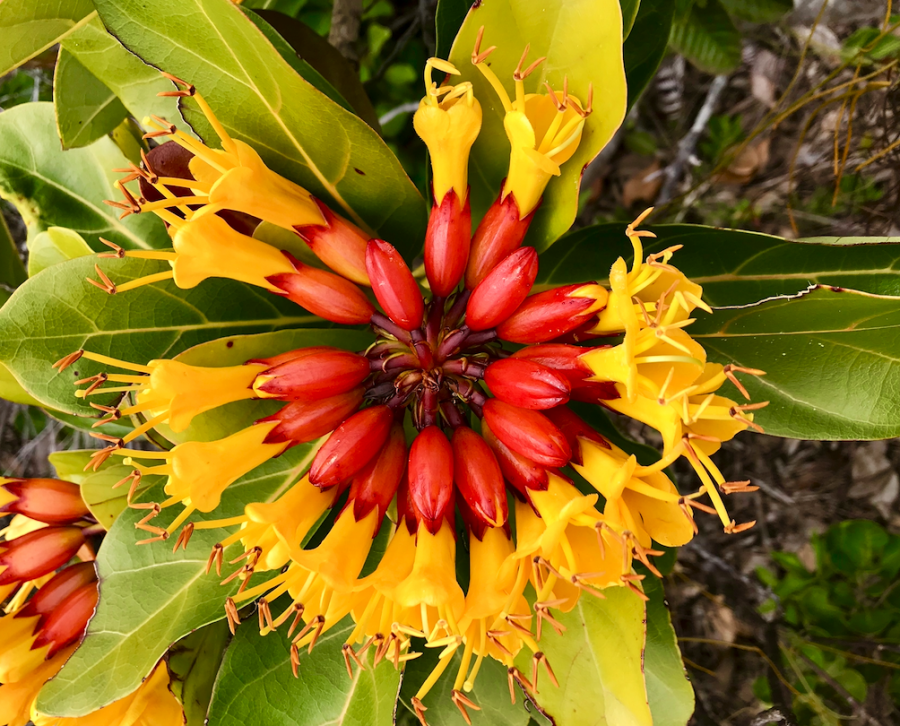 Fleur de Deplanchea speciosa vue de dessus ©Lincks E. Bonnet-Vidal