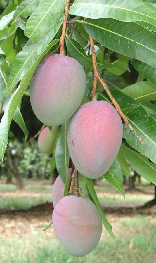 Mangue  Agripedia