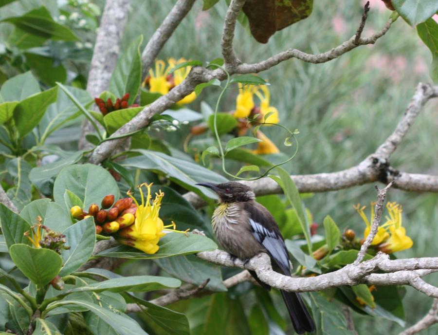 Polochion moine (Oiseau endémique de la Nouvelle-Calédonie, Philemon diemensis) sur une fleur de Deplanchea speciosa et avec du pollen autour du cou (en jaune) ©IAC - G. Gâteblé