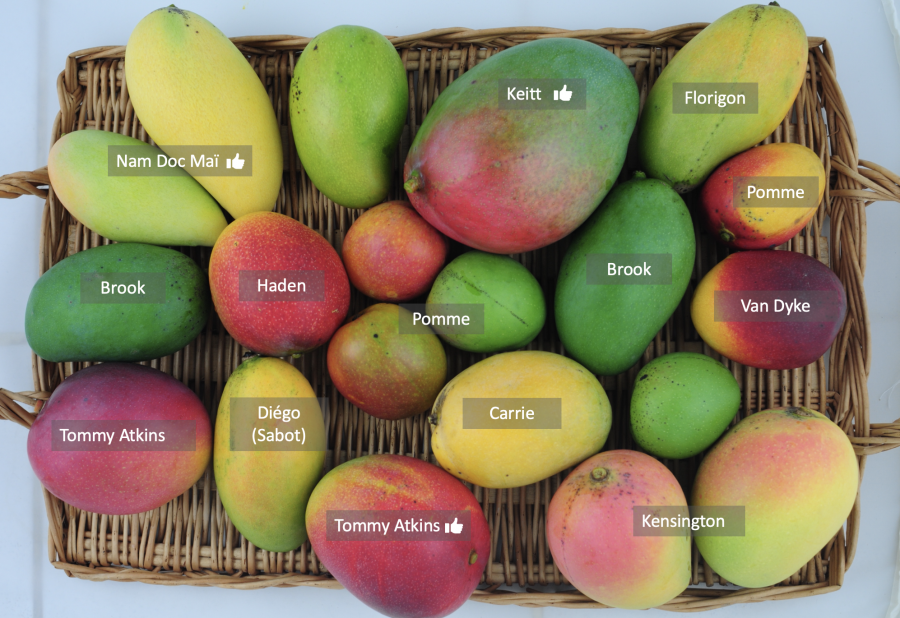 Mangue : origine, types, valeurs nutritives