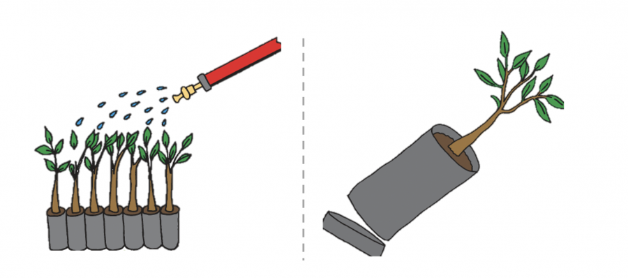 Préparation des plants de manguiers ©IAC, arbofruits