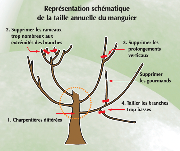 La taille de formation du manguier ©IAC, Arbofruits