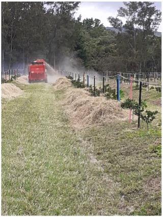 Paillage d'une plantation d'agrumes, verger de l'IAC @IAC-S. Lebegin