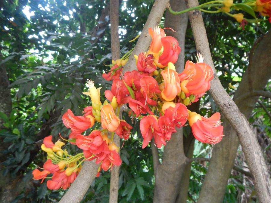 Détail des inflorescences de Castanospermum australe ©IAC - G. Gâteblé