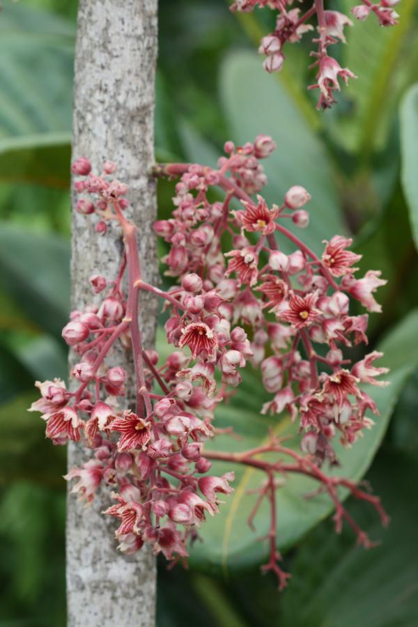 Inflorescence d'Acropogon jaffrei ©IAC - G. Gâteblé