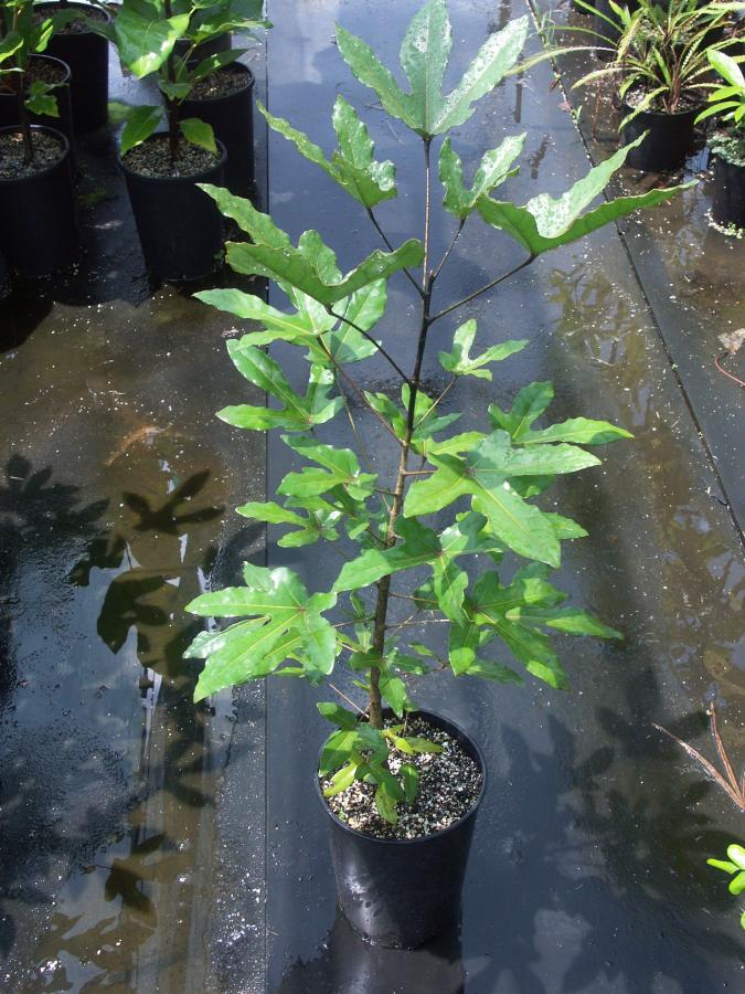 Jeune plant d'Acropogon jaffrei issu de semis âgé d'un an ©IAC - G. Gâteblé