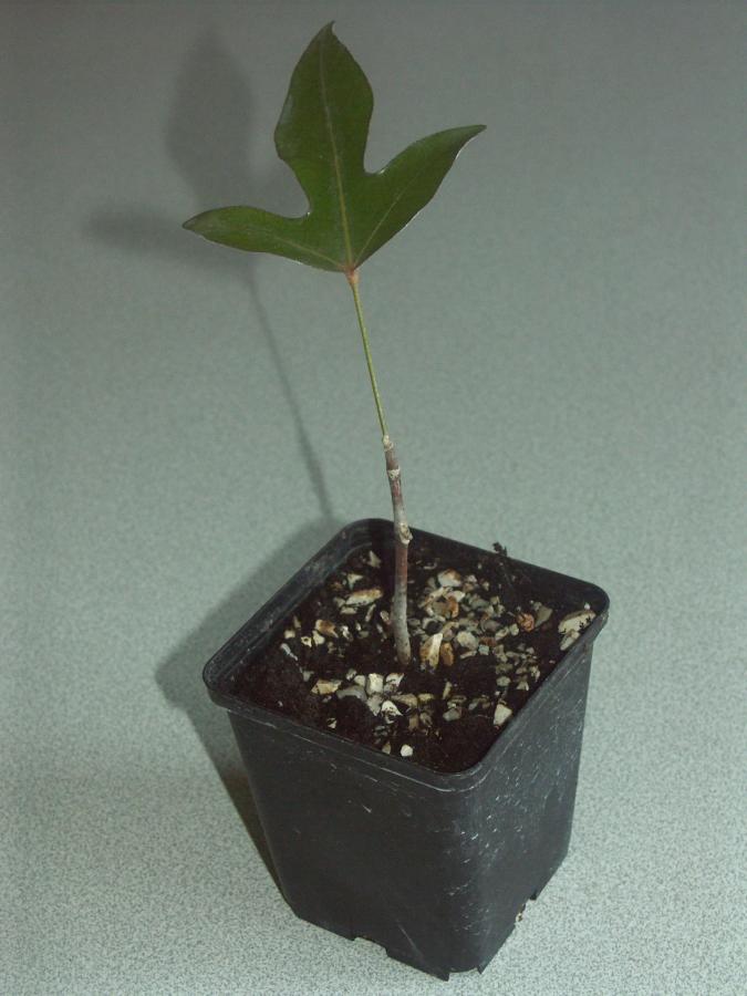 Jeune plant d'Acropogon jaffrei issu de bouture ©IAC - G. Gâteblé