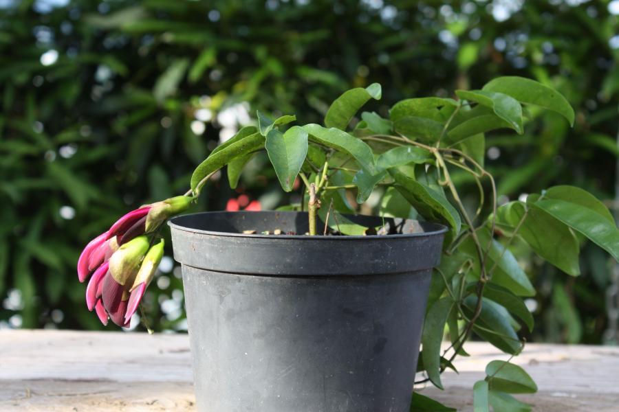 Jeune plante fleurie âgée de 3-4 mois en pot  ©IAC - G. Gâteblé