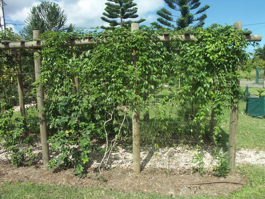 Canavalia favieri en aménagement, pergola ©IAC - G. Gâteblé