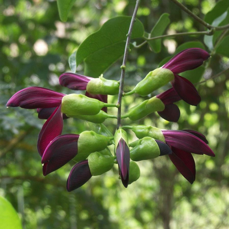 Détail de l'inflorescence de Canavalia favieri ©IAC - G. Gâteblé