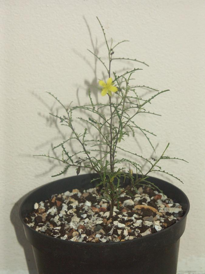 Jeune plante en pot fleurie âgée de 2 mois et issue de bouture ©IAC - G. Gâteblé