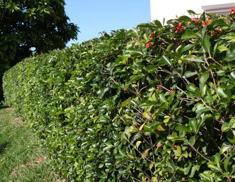 Vue d'ensemble de Pittosporum coccineum en haie taillée ©IAC - G. Gâteblé