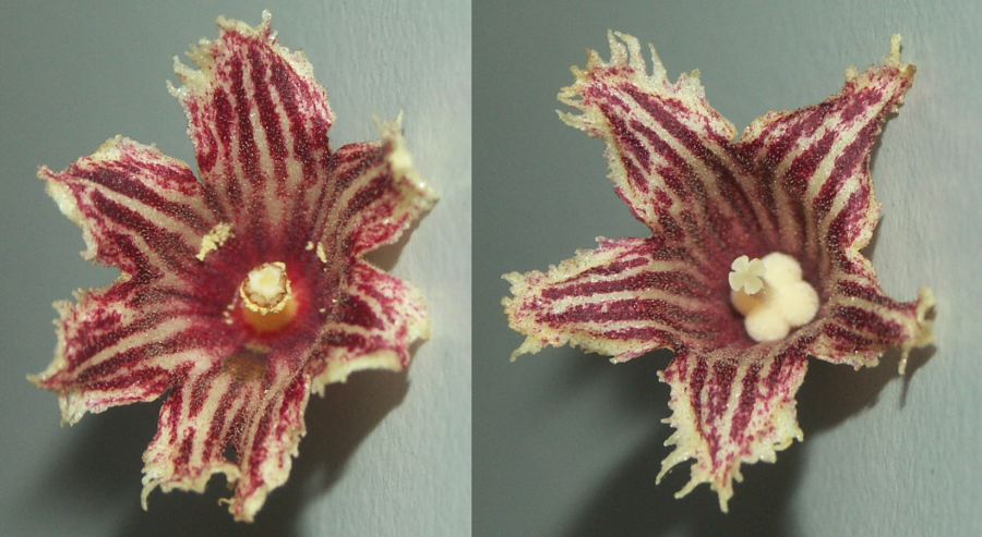 À gauche, une fleur mâle et à droite, une fleur femelle ©IAC - G. Gâteblé