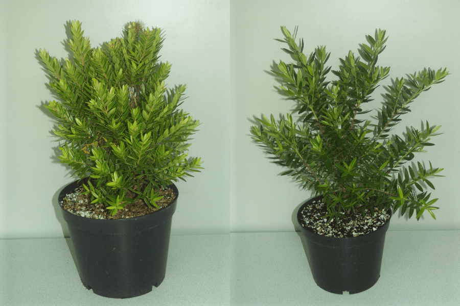 Plants de M. operculata, à gauche un plant cultivé au soleil et à droite un cultivé à l'ombre ©IAC - G. Gâteblé