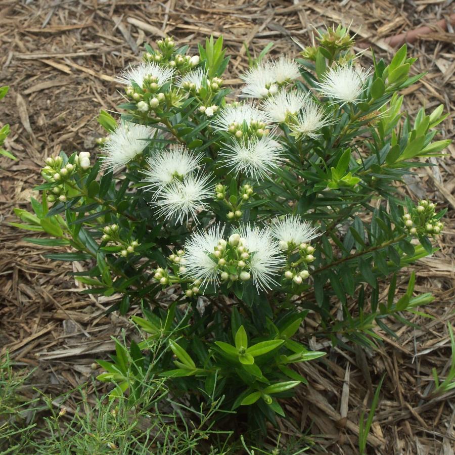 Plant de M. operculata var. operculata en massif issu de bouture et âgé de 18 mois ©IAC - G. Gâteblé