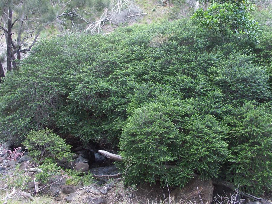 Vue d'ensemble in situ de M. operculata var. operculata ©IAC - G. Gâteblé