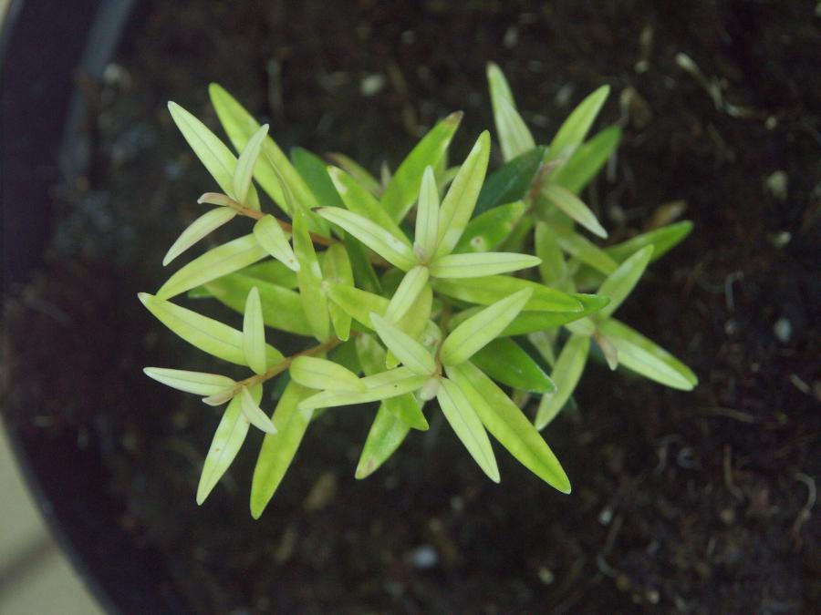 Chlorose (probablement ferrique) sur un plant de Metrosideros operculata ©IAC - G. Gâteblé