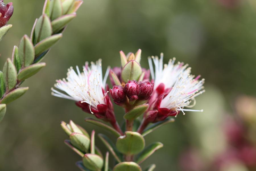 Fleurs de Metrosideros operculata var. francii ©IAC - G. Gâteblé