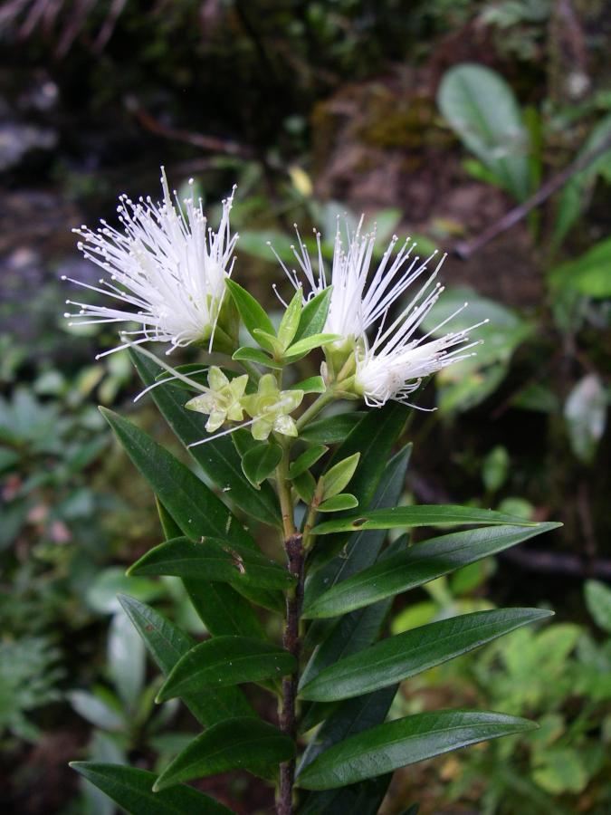 Fleurs de Metrosideros operculata var. operculata ©IAC - G. Gâteblé