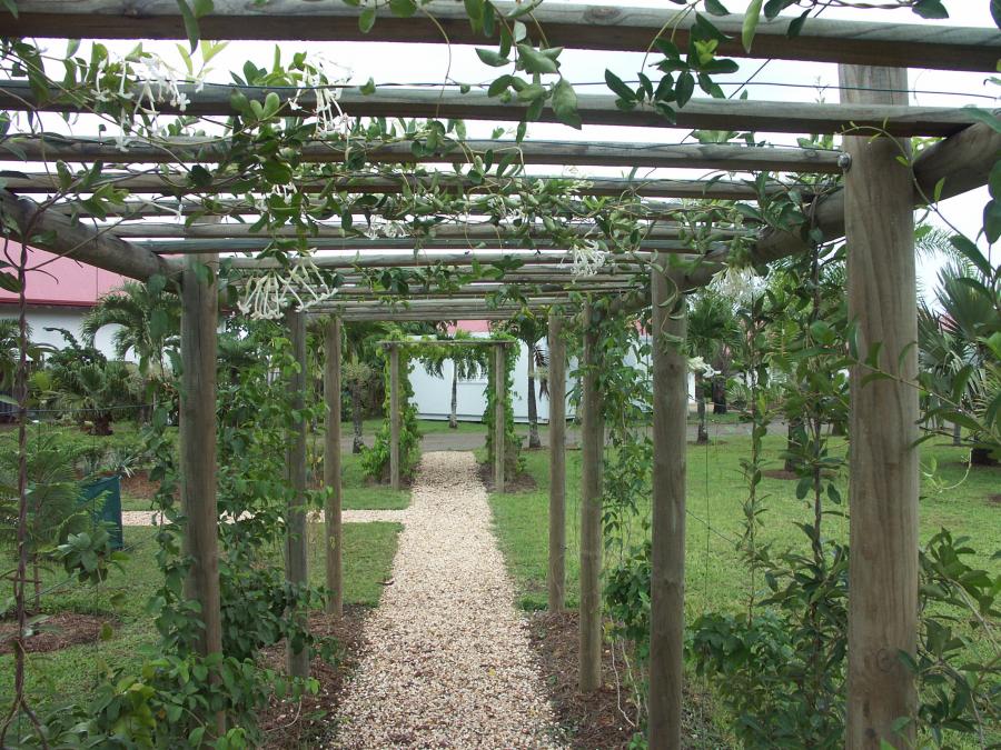 Vue d'ensemble en pergola d'Oxera neriifolia subsp. neriifolia ©IAC - G. Gâteblé