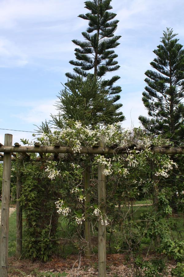 Vue d'ensemble en pergola d'Oxera neriifolia subsp. neriifolia ©IAC - G. Gâteblé