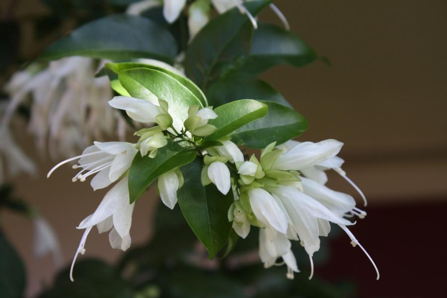 Détail de l'inflorescence d'Oxera pulchella subsp. grandiflora ©IAC - G. Gâteblé