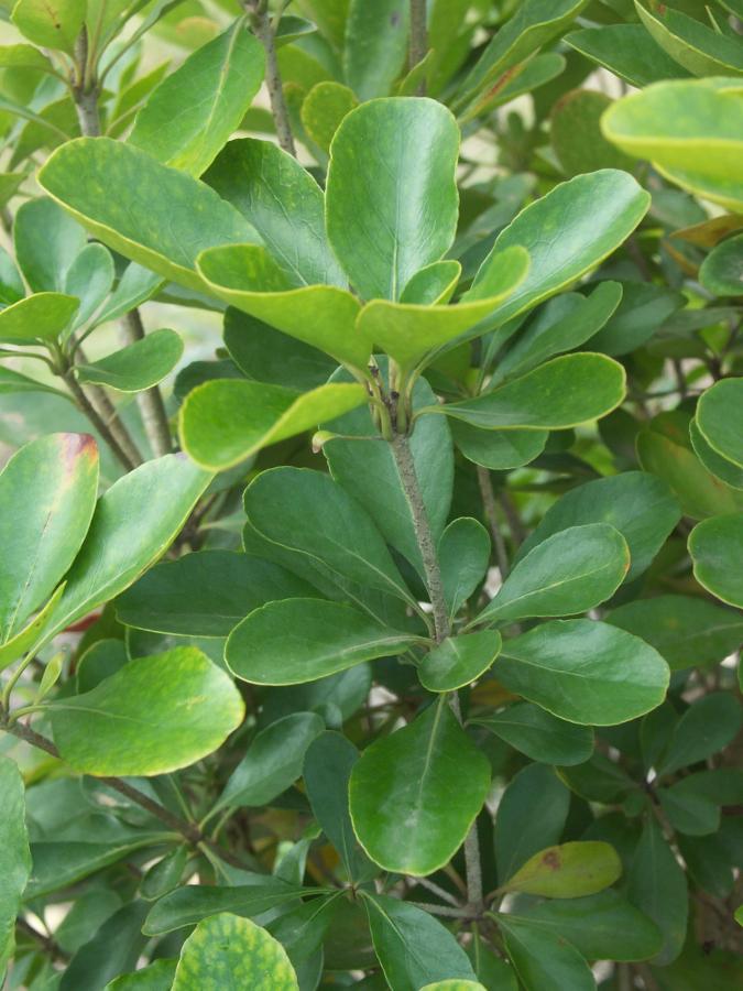 Feuillage de Pittosporum coccineum à l'état adulte ©IAC - G. Gâteblé