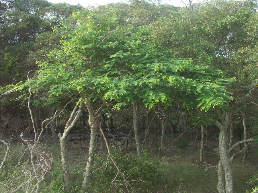 Vue d'ensemble de Phyllanthus deplanchei in situ ©IAC - G. Gâteblé