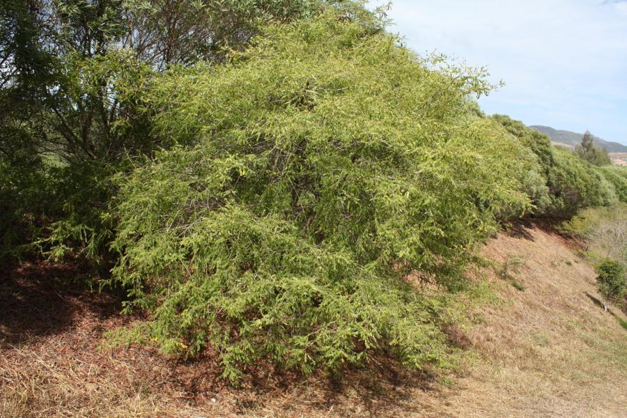 Vue d'ensemble de Phyllanthus deplanchei ©IAC - G. Gâteblé