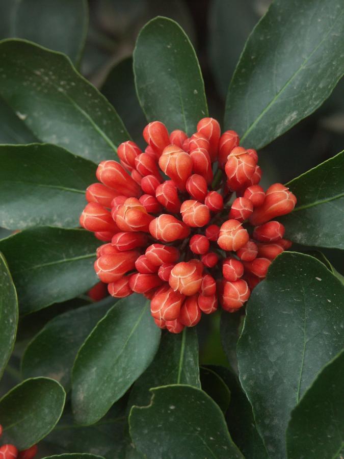 Détail de l'inflorescence de Pittosporum coccineum ©IAC - G. Gâteblé