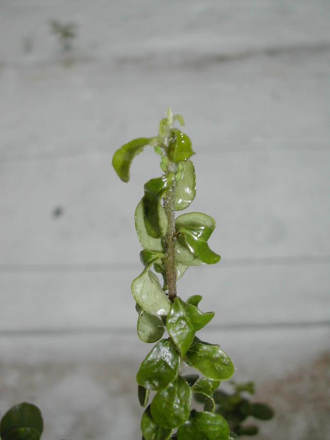 Dégâts de pucerons (Aphis spiraecola) sur les feuilles de Pittosporum coccineum ©IAC - G. Gâteblé