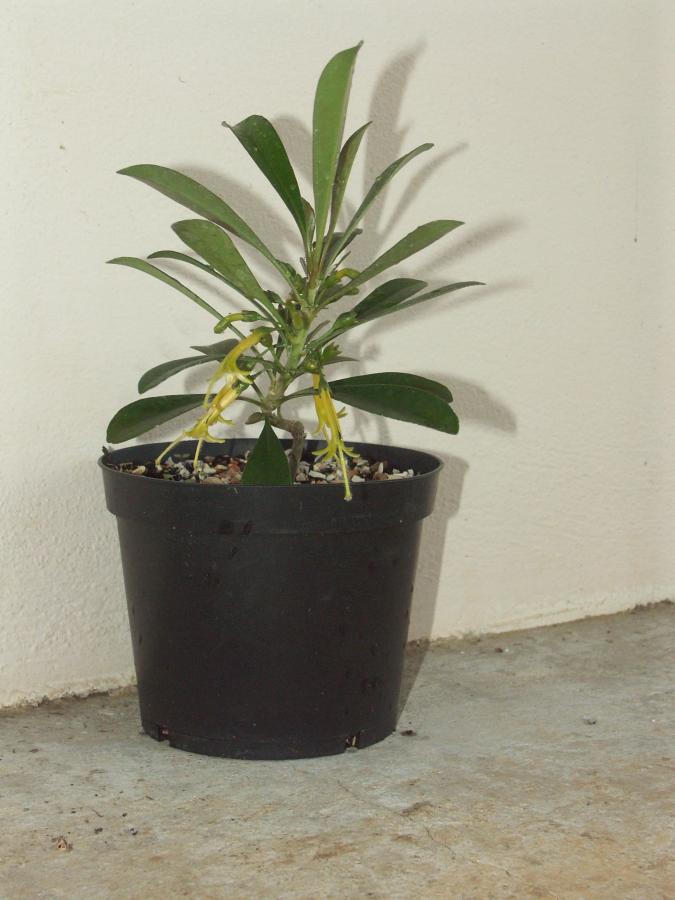 Plante âgée de 10 mois en pot de 3 litres ©IAC - G. Gâteblé