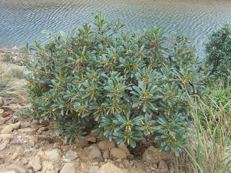 Scaevola coccinea in situ ©IAC - G. Gâteblé