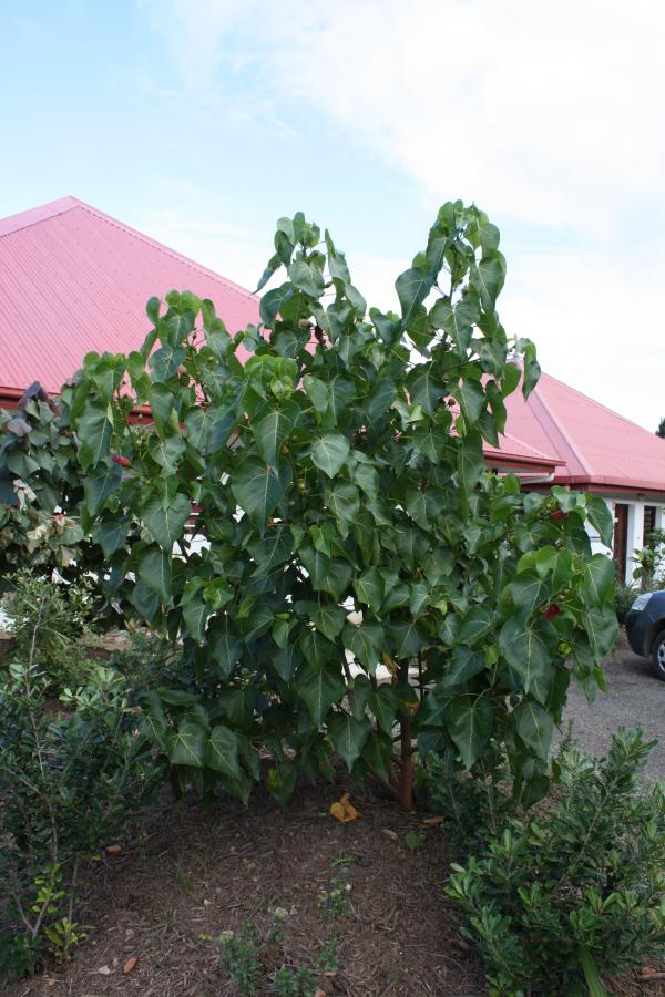 Bois de rose d'Océanie (Thespesia populnea), proche de l'Hibiscus :  plantation, entretien