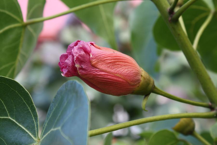 Bois de rose d'Océanie (Thespesia populnea), proche de l'Hibiscus :  plantation, entretien