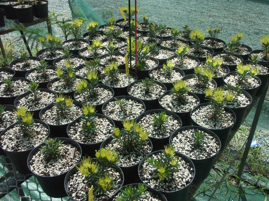 Jeunes plants de Xanthostemon myrtifolius en pot âgés de 6 mois et issus de boutures ©IAC - G. Gâteblé