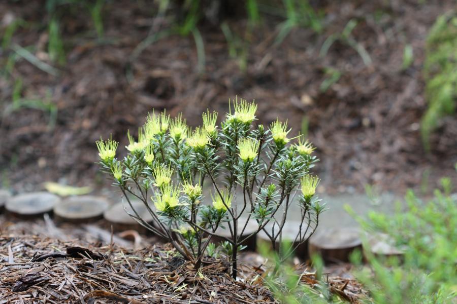 Xanthostemon myrtifolius ©IAC - G. Gâteblé