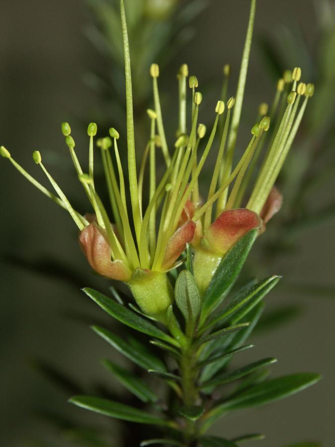 Détail des fleurs de Xanthostemon myrtifolius ©IAC - G. Gâteblé