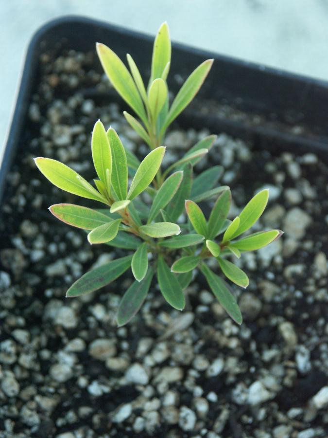 Plante âgée de Xanthostemon myrtifolius âgée de 6 mois en godet de 0,75 litre ©IAC - G. Gâteblé