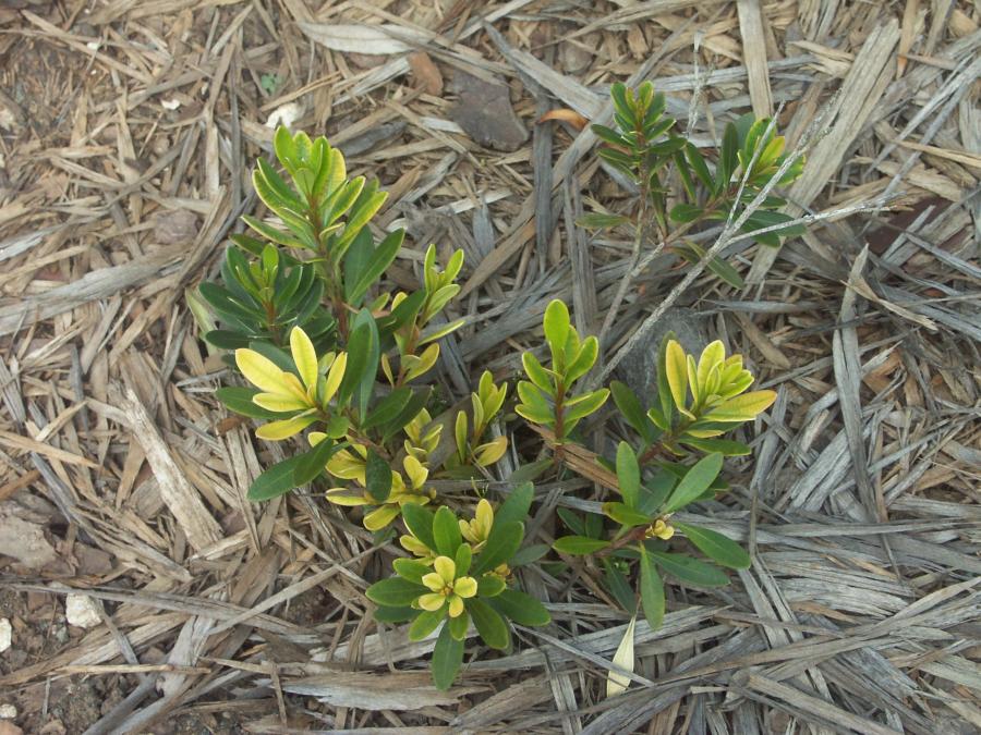 Symptômes de la chlorose sur les feuilles de Xanthostemon myrtifolius ©IAC - G. Gâteblé