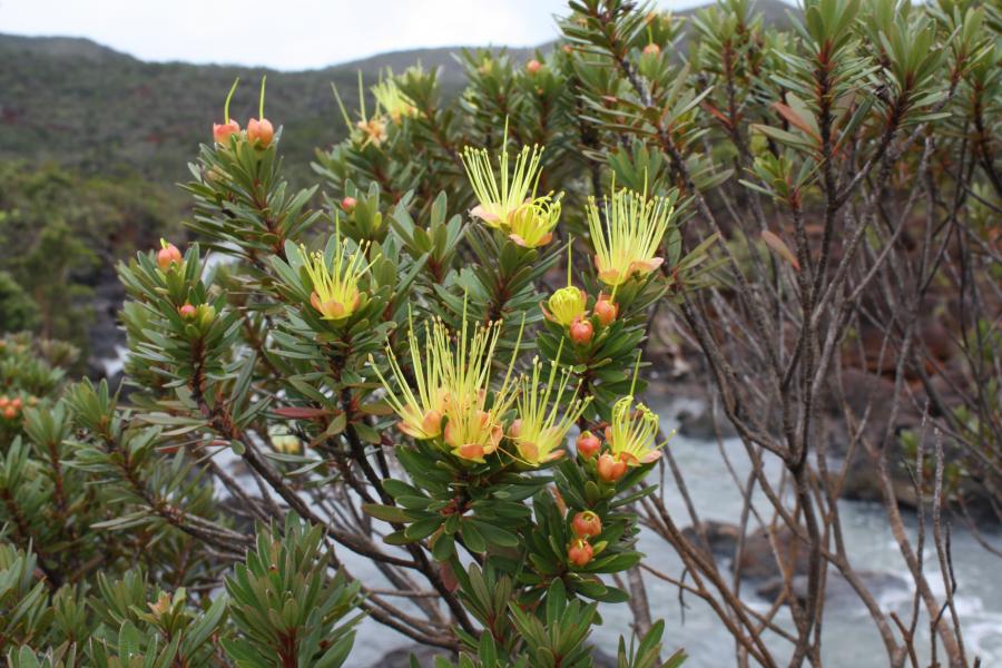 Xanthostemon myrtifolius ©IAC - G. Gâteblé